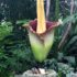 Corpse Flower NYBG