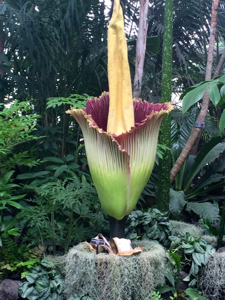 Corpse Flower NYBG