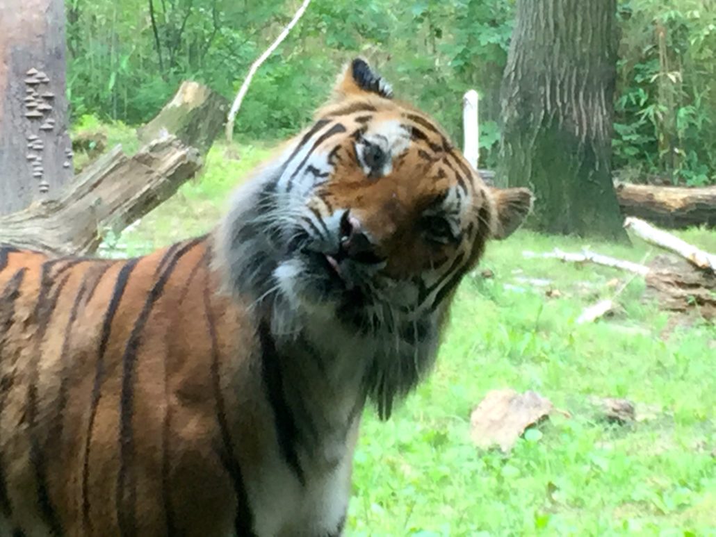 Tiger in NYC Bronx Zoo