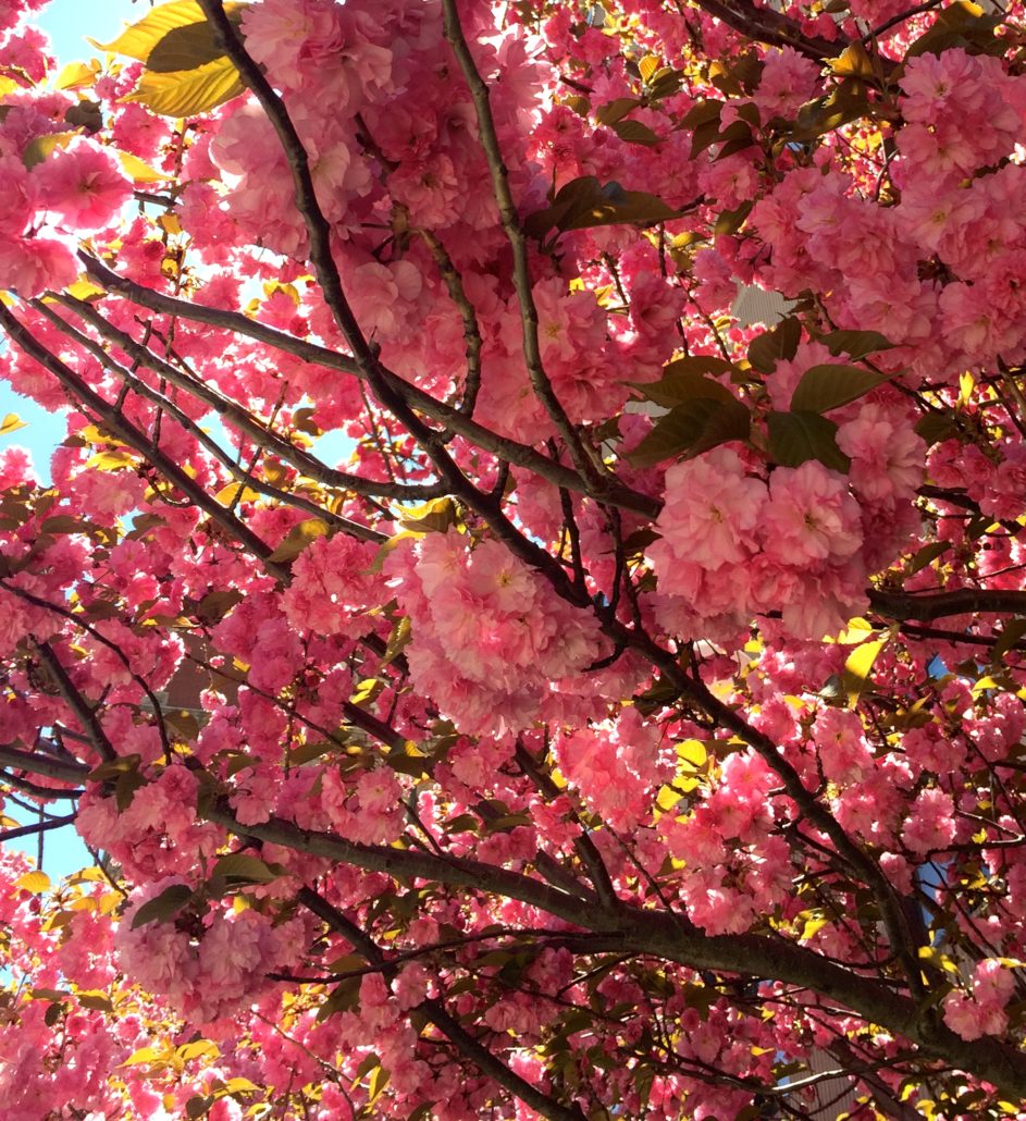 Tree Blossoms, NYC