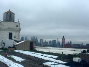 Brooklyn Grange Rooftop Farm Views