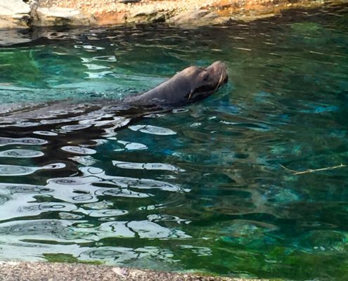 Queens Zoo Seal Enclosure