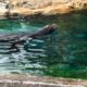 Queens Zoo Seal Enclosure