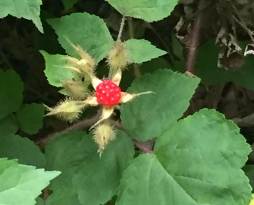 Raspberry Picking in New York City