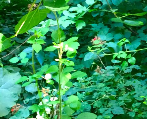 New York City Raspberry Bush