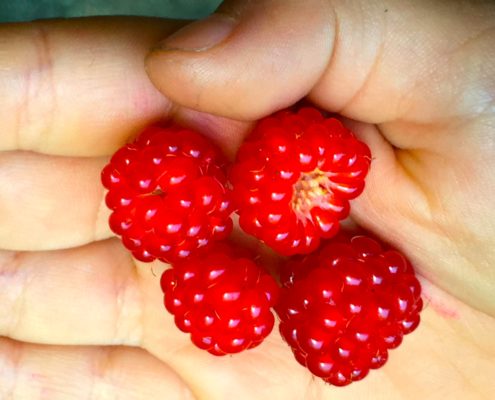 New York City Raspberries