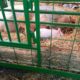 Queens County Farm Pigs