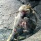 Prospect Park Zoo, Baboon