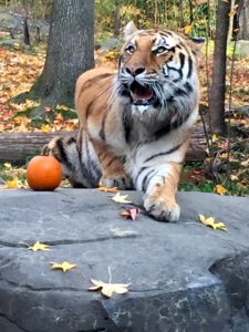 Halloween Tiger, Bronx Zoo