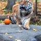 Halloween Tiger, Bronx Zoo