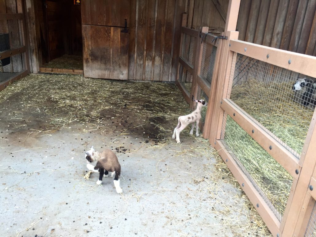 Prospect Park Zoo, Brooklyn, Lambs