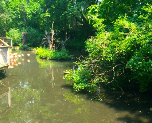 Flamingos, Bronx Zoo