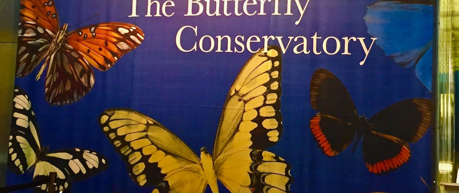 American Natural History Museum, Butterflies