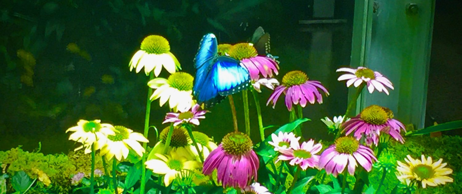 Butterfly Conservatory, American Museum of Natural History