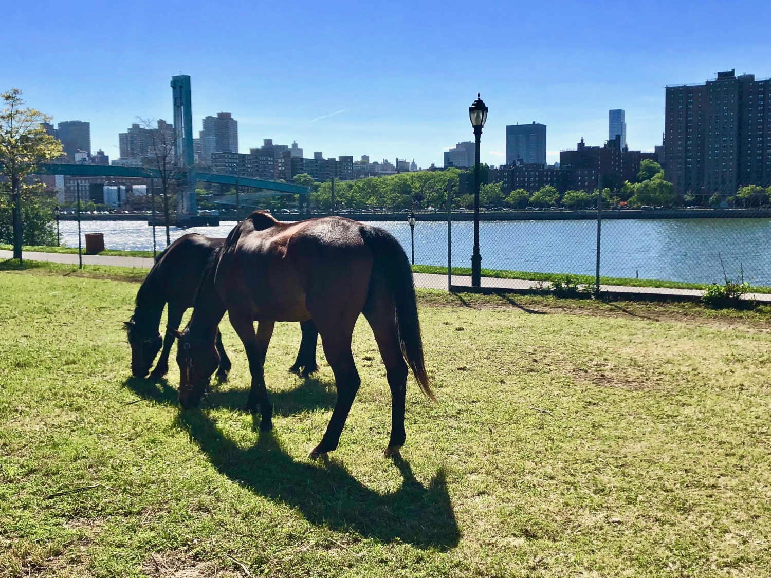 Horse Riding in NYC