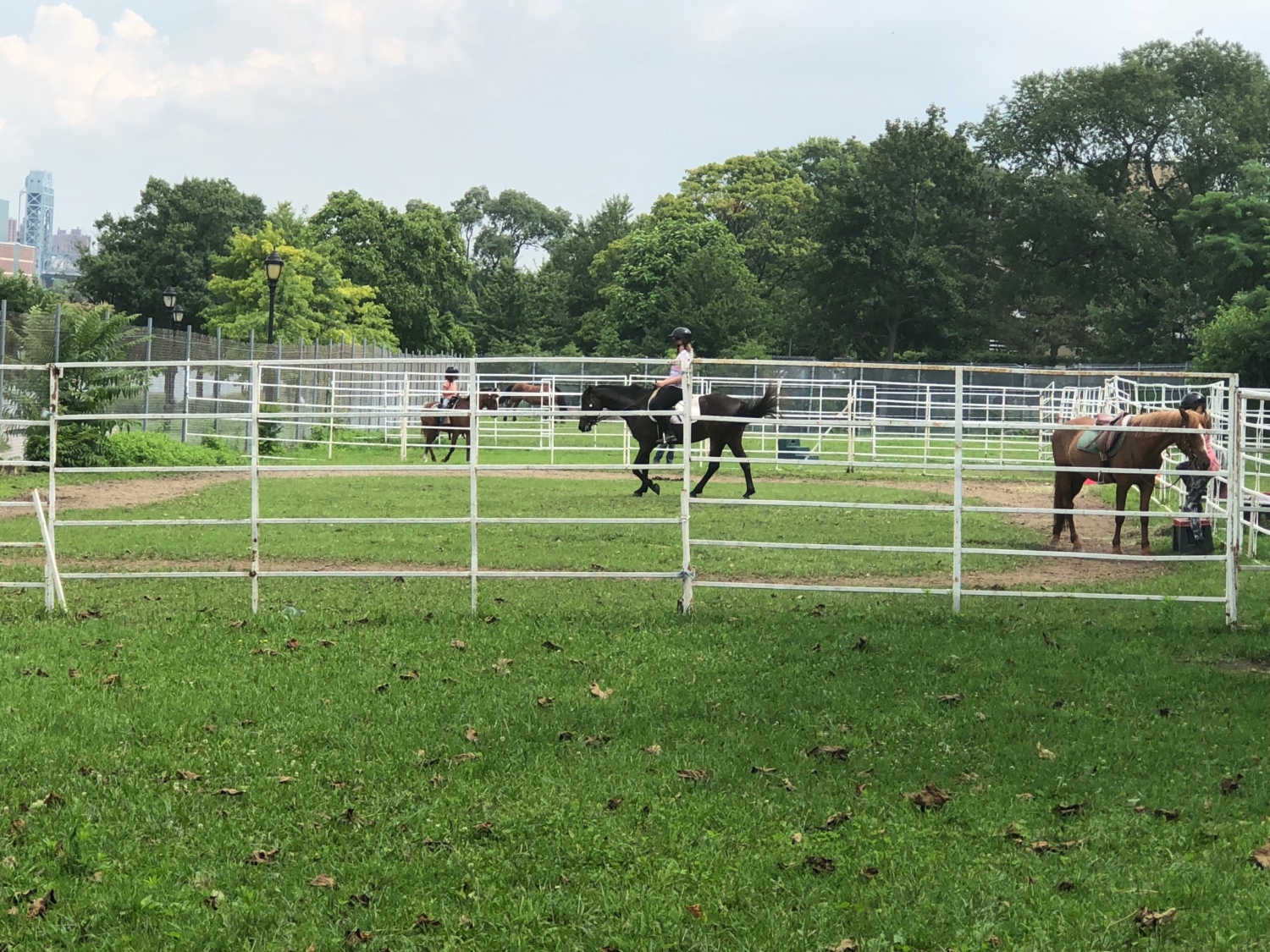 NYC Horses