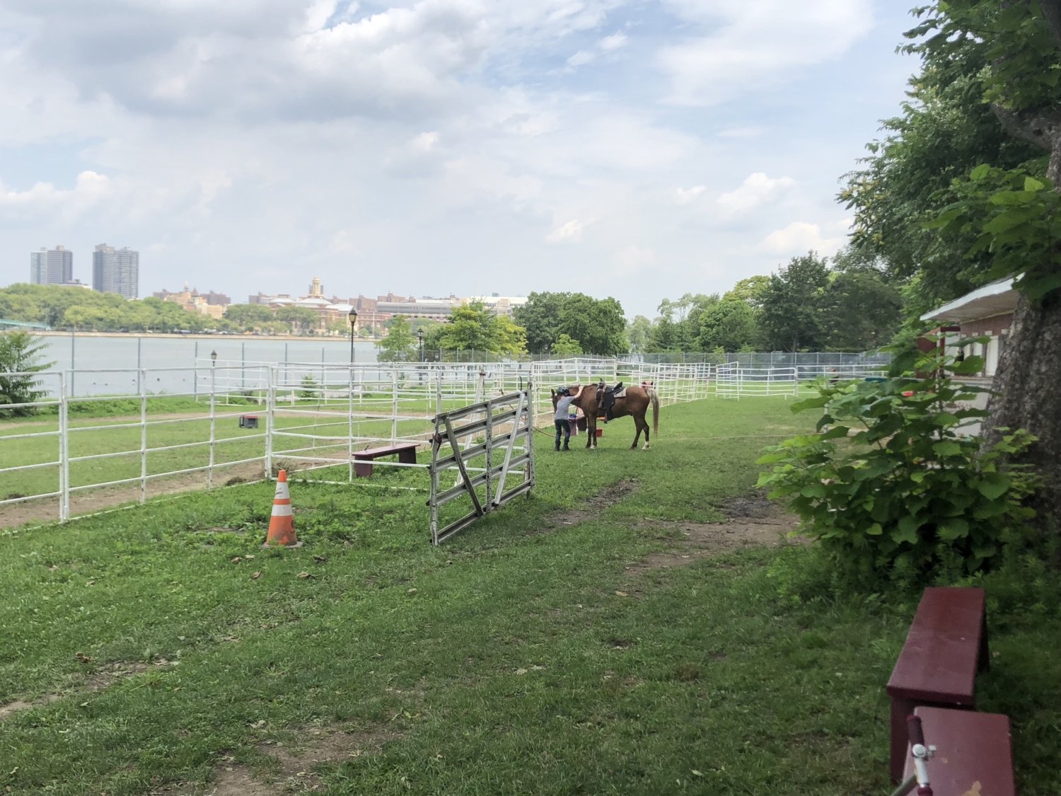 Horse grooming, NYC